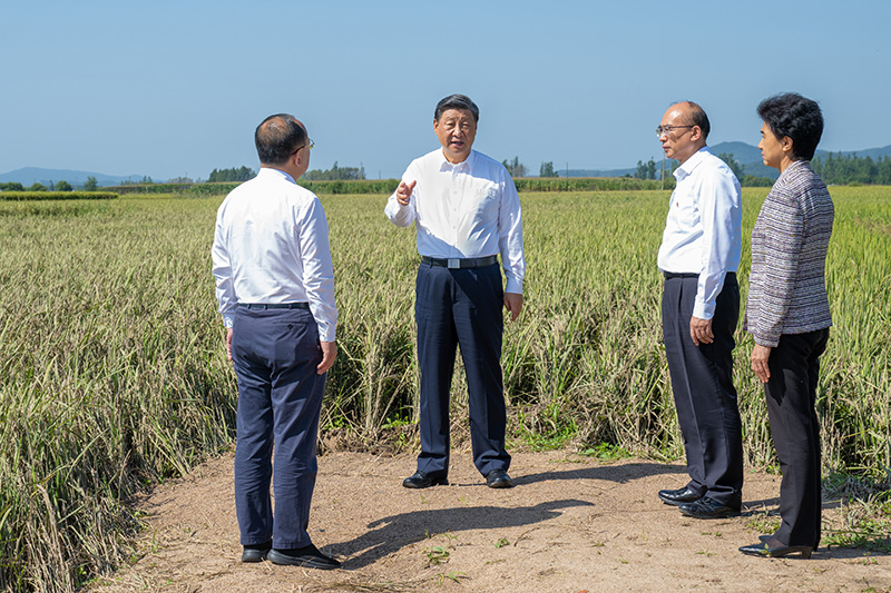 9月6日至8日，中共中央总书记、国家主席、中央军委主席习近平在黑龙江考察。这是7日上午，习近平在遭受洪涝灾害的哈尔滨尚志市老街基乡龙王庙村，察看水稻受灾情况。